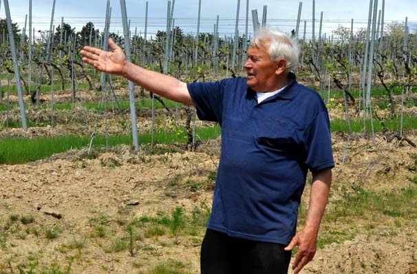Požega.eu | Kod Ivana Enjingija krize nema: Postojeći nasad od 55 hektara vinograda proširuje za još novih 10 /FOTOGALERIJA/