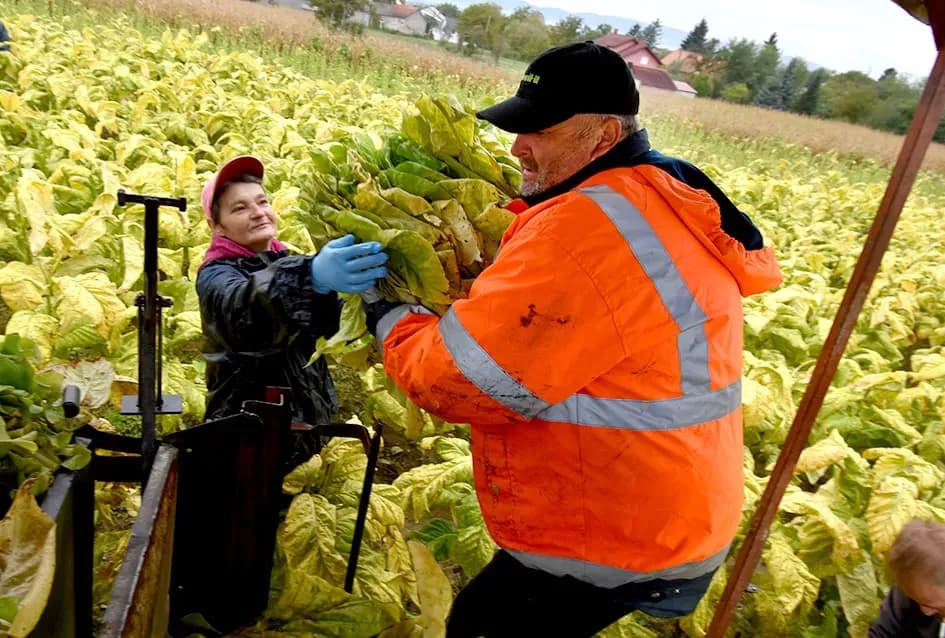 Mikićevi iz Kaptola ubiru listove duhana žutog kao zlato