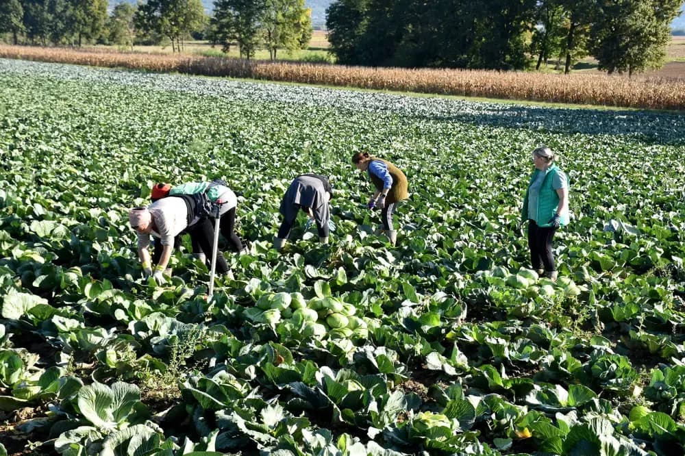 Kupus  Alilovčanina Krune Ciganovića tražen na tržištu