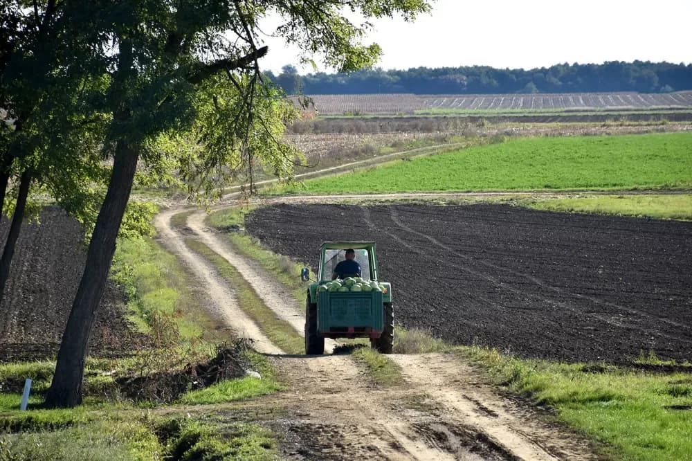 Kupus  Alilovčanina Krune Ciganovića tražen na tržištu