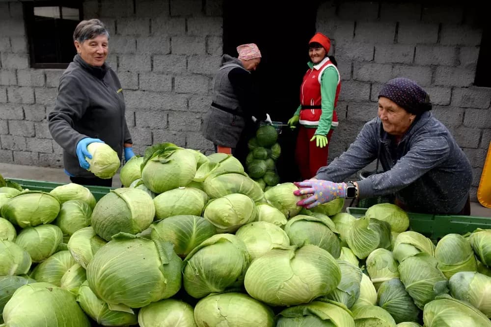Kupus  Alilovčanina Krune Ciganovića tražen na tržištu