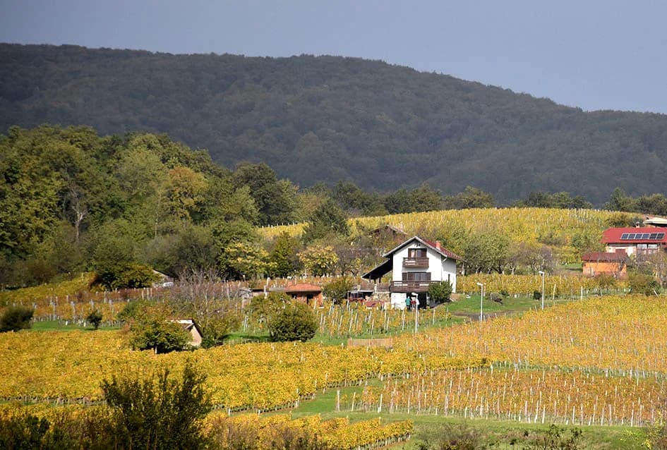 ZAVRŠENA BERBA U VINOGRADIMA OBITELJI MIHALJA IZ KUTJEVA: Sin Branimir nastavlja očevo djelo