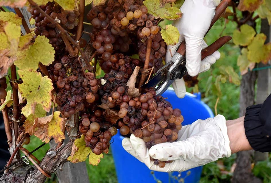 ZAVRŠENA BERBA U VINOGRADIMA OBITELJI MIHALJA IZ KUTJEVA: Sin Branimir nastavlja očevo djelo
