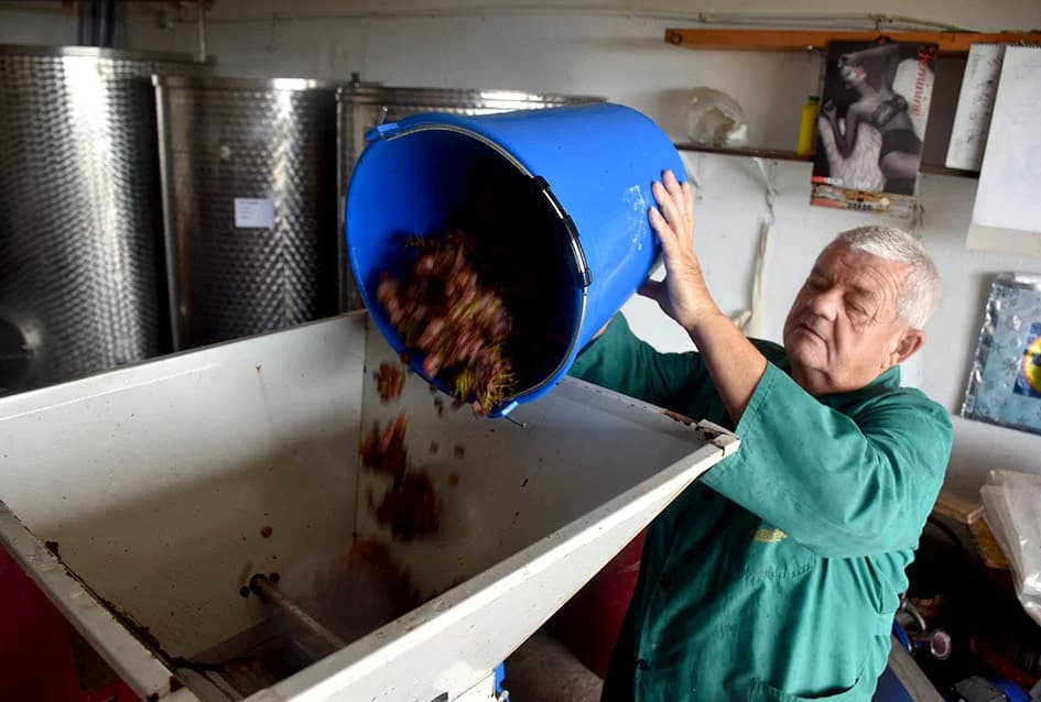ZAVRŠENA BERBA U VINOGRADIMA OBITELJI MIHALJA IZ KUTJEVA: Sin Branimir nastavlja očevo djelo
