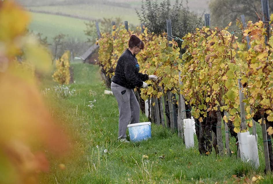 ZAVRŠENA BERBA U VINOGRADIMA OBITELJI MIHALJA IZ KUTJEVA: Sin Branimir nastavlja očevo djelo