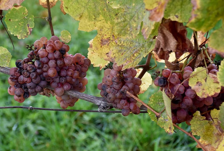 ZAVRŠENA BERBA U VINOGRADIMA OBITELJI MIHALJA IZ KUTJEVA: Sin Branimir nastavlja očevo djelo