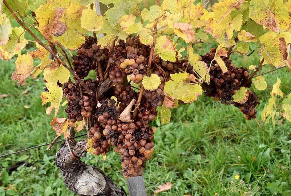 ZAVRŠENA BERBA U VINOGRADIMA OBITELJI MIHALJA IZ KUTJEVA: Sin Branimir nastavlja očevo djelo