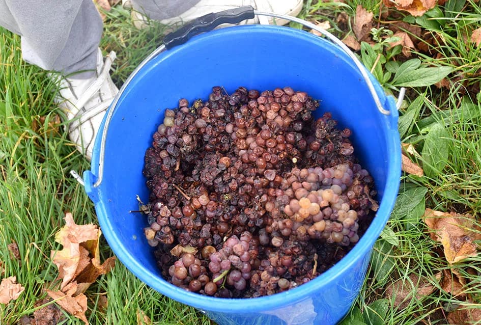 ZAVRŠENA BERBA U VINOGRADIMA OBITELJI MIHALJA IZ KUTJEVA: Sin Branimir nastavlja očevo djelo