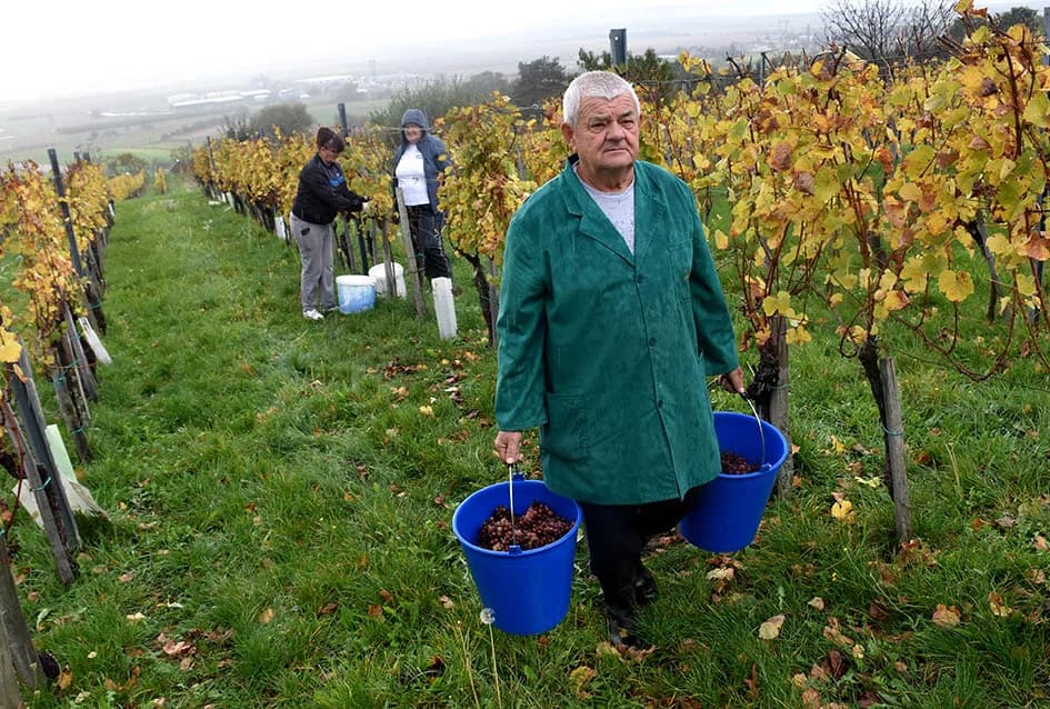 ZAVRŠENA BERBA U VINOGRADIMA OBITELJI MIHALJA IZ KUTJEVA: Sin Branimir nastavlja očevo djelo