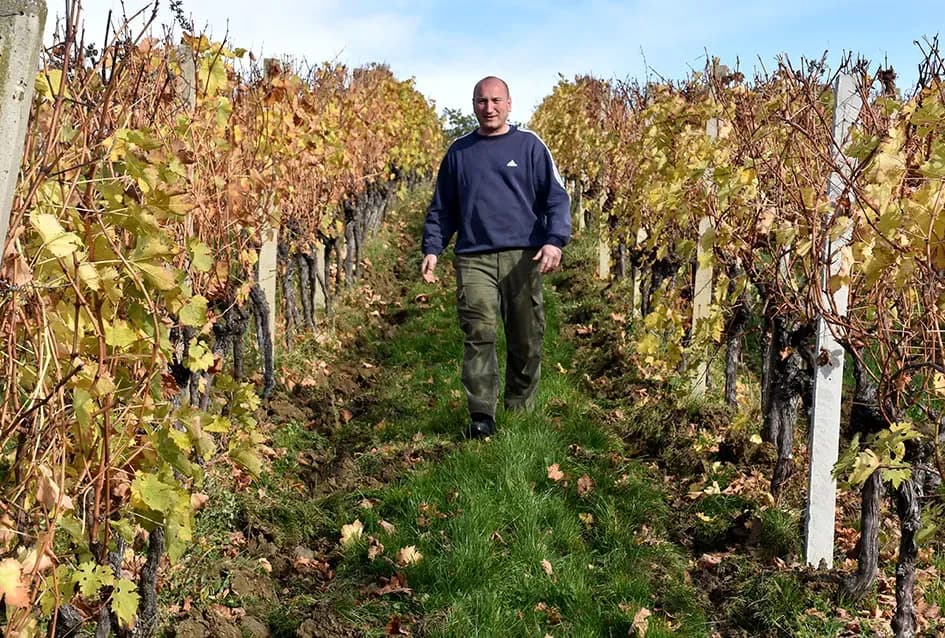 Obitelj Pamuklić iz Požege: Gotovo četiri desetljeća strasti prema vinovoj lozi