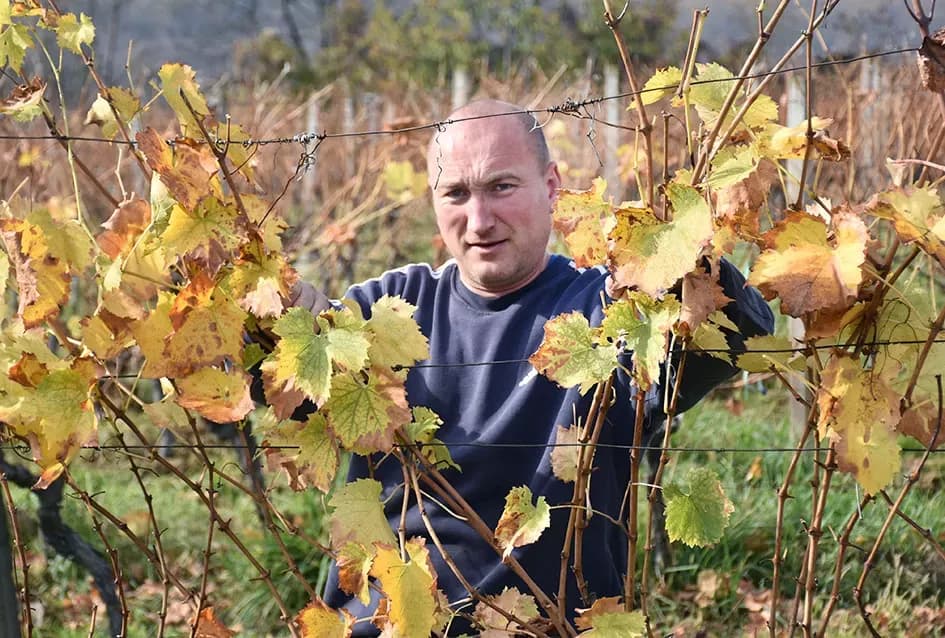 Obitelj Pamuklić iz Požege: Gotovo četiri desetljeća strasti prema vinovoj lozi