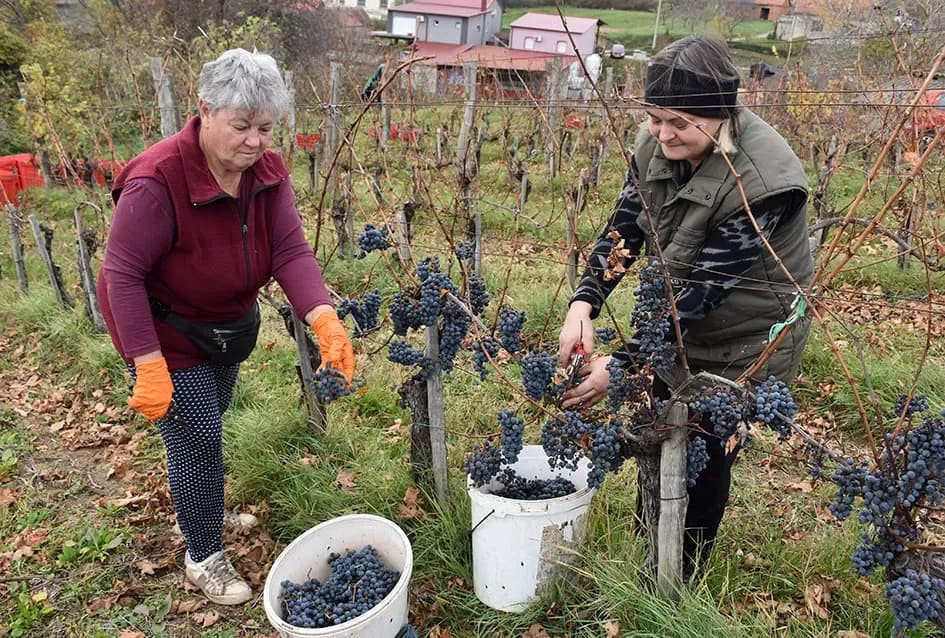 Berba s okusom tradicije: Matić i Škoro pripremaju poluslatki cabernet sauvignon u Mitrovcu