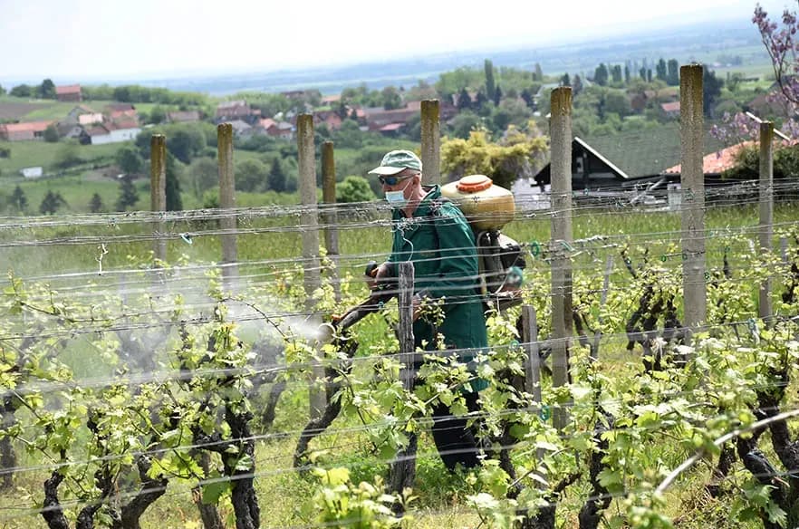 Obiteljska tradicija i suvremeni pristup: Marko Tomić, mladi vinogradar iz Biškupaca, gradi svoju vinsku priču na temeljima oca Ivice