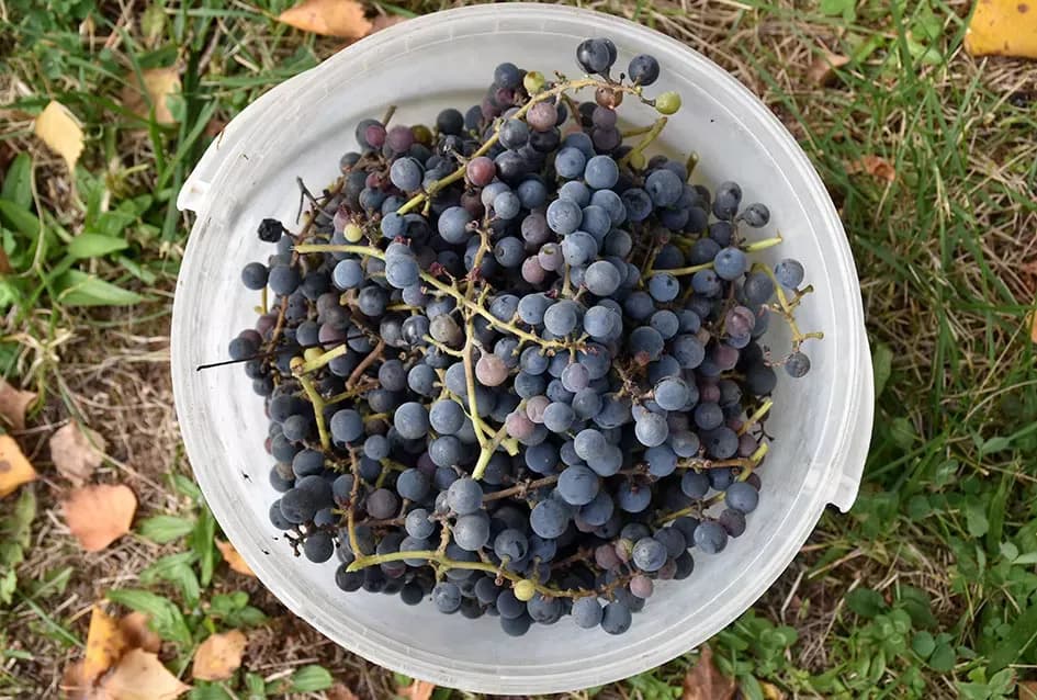 Psunjska praloza: Tajna srednjevjekovnog benediktinskog vina s Rudine