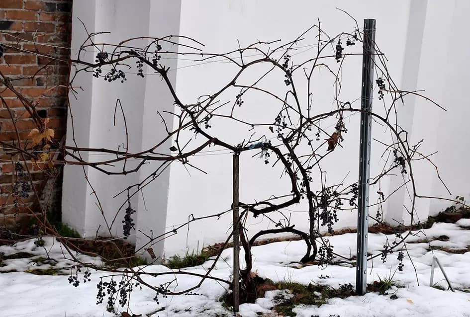 Psunjska praloza: Tajna srednjevjekovnog benediktinskog vina s Rudine