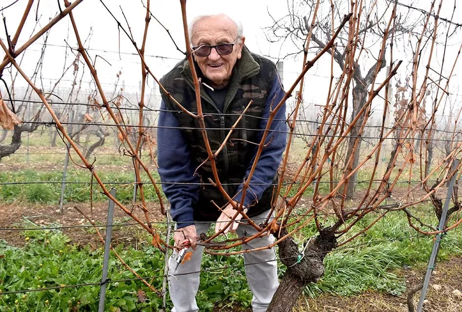 Iskustvo ispred tradicije: Đurđa i Petar Vukosavljević Mačak već započeli rezidbu u svom vinogradu