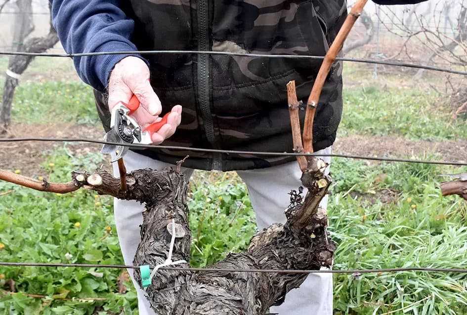 Iskustvo ispred tradicije: Đurđa i Petar Vukosavljević Mačak već započeli rezidbu u svom vinogradu