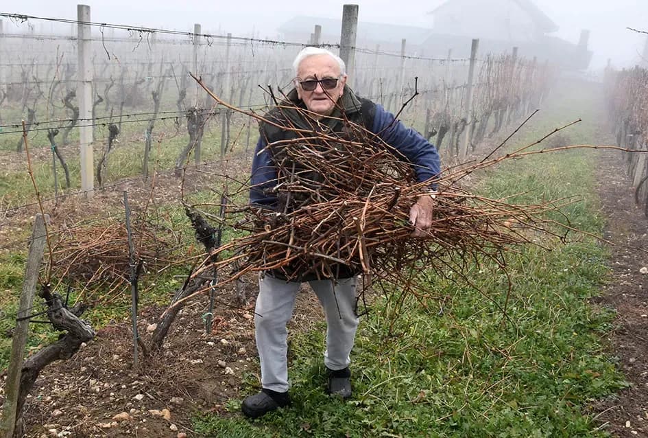 Iskustvo ispred tradicije: Đurđa i Petar Vukosavljević Mačak već započeli rezidbu u svom vinogradu