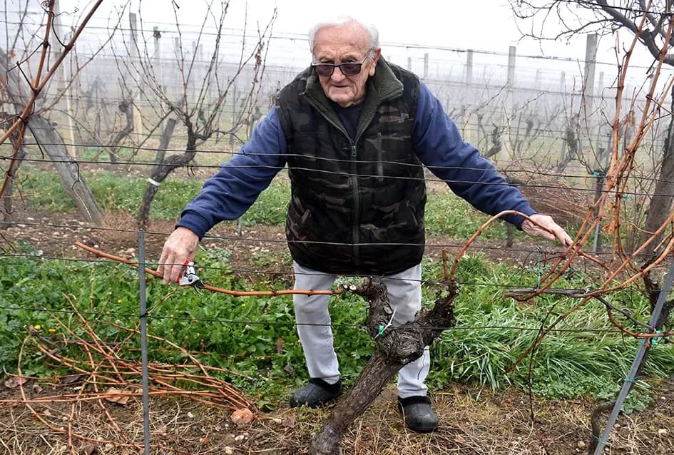 Iskustvo ispred tradicije: Đurđa i Petar Vukosavljević Mačak već započeli rezidbu u svom vinogradu