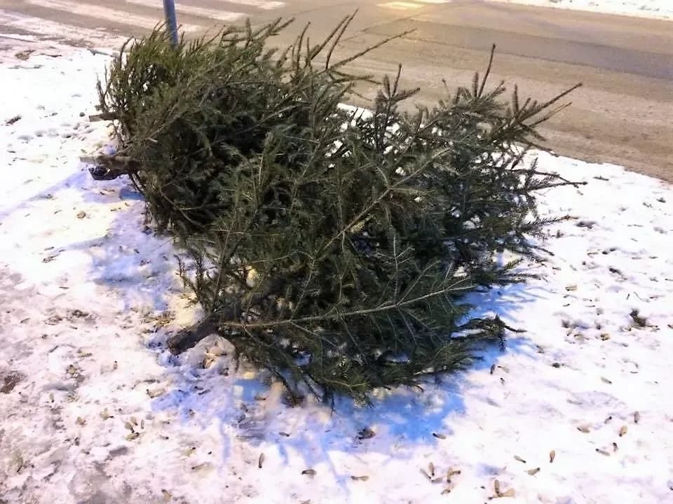 Božićna drvca za odvoz