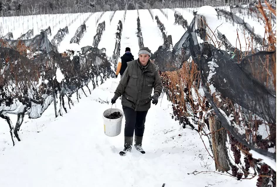 Ledena magija na Hrnjevcu: Na -8,4 °C Kutjevo d.d. obavilo povijesnu berbu za vrhunska vina