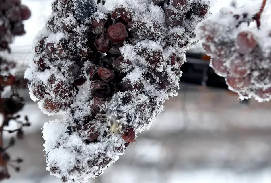 Ledena magija na Hrnjevcu: Na -8,4 °C Kutjevo d.d. obavilo povijesnu berbu za vrhunska vina