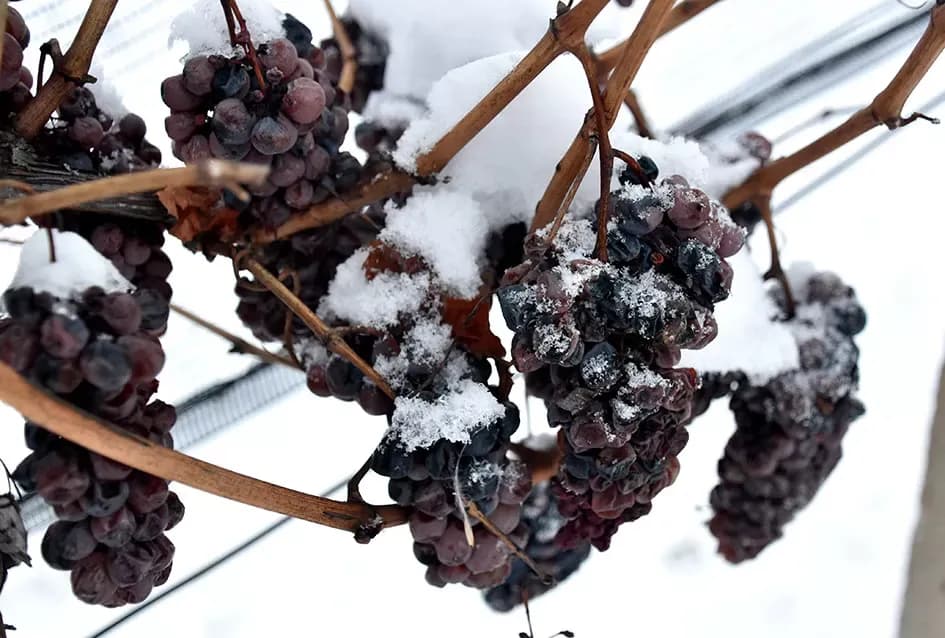 Ledena magija na Hrnjevcu: Na -8,4 °C Kutjevo d.d. obavilo povijesnu berbu za vrhunska vina