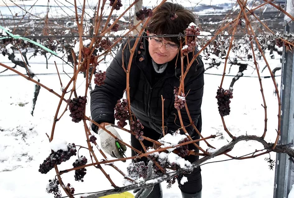 Ledena magija na Hrnjevcu: Na -8,4 °C Kutjevo d.d. obavilo povijesnu berbu za vrhunska vina