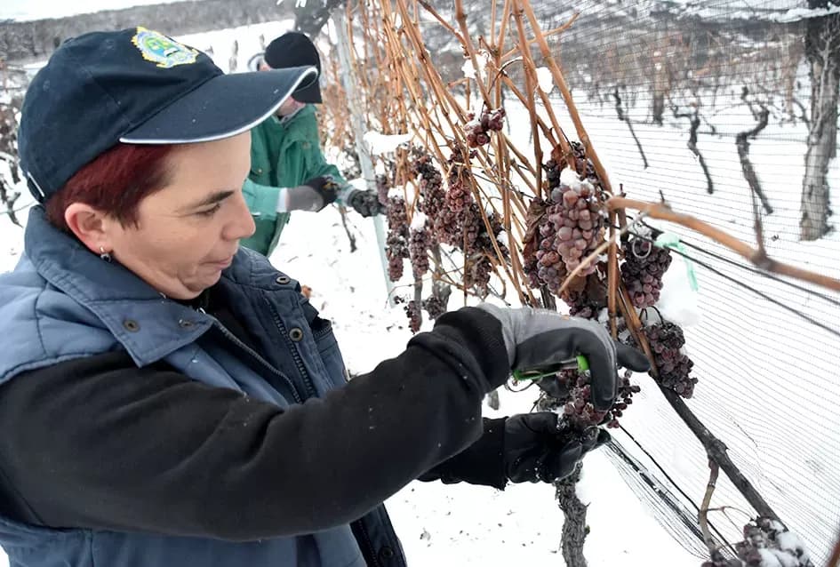 Ledena magija na Hrnjevcu: Na -8,4 °C Kutjevo d.d. obavilo povijesnu berbu za vrhunska vina
