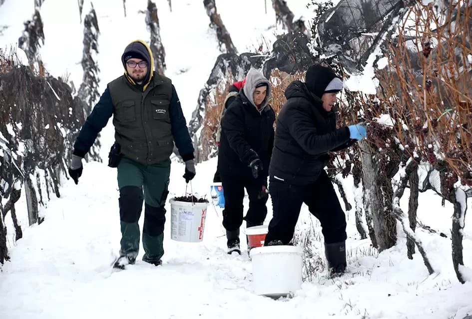 Ledena magija na Hrnjevcu: Na -8,4 °C Kutjevo d.d. obavilo povijesnu berbu za vrhunska vina