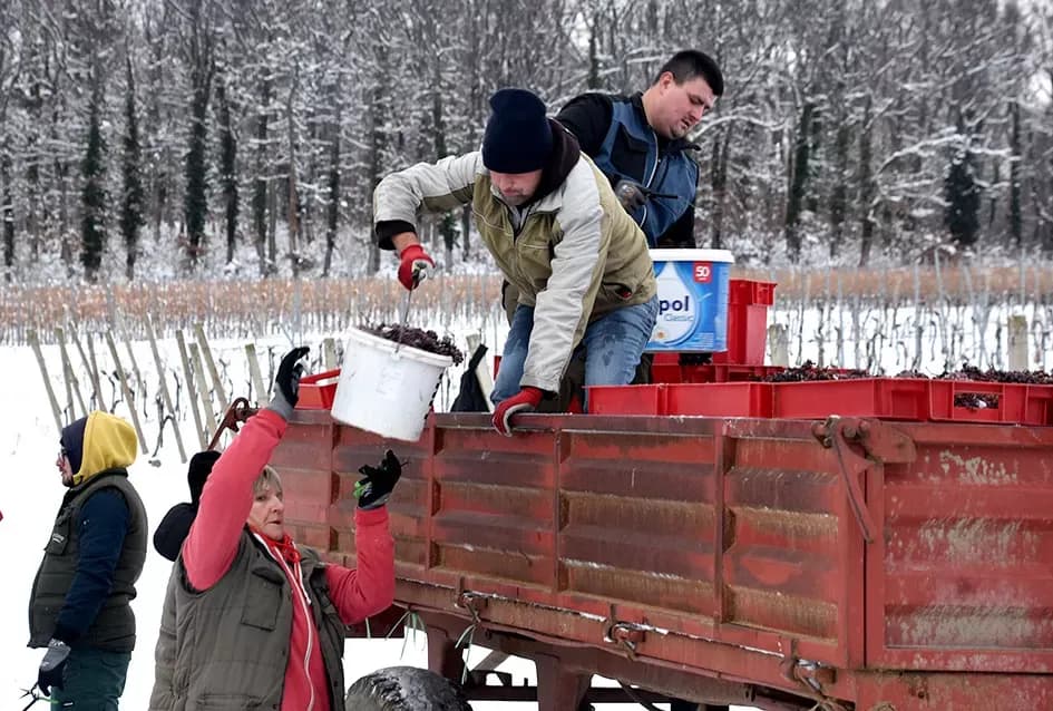 Ledena magija na Hrnjevcu: Na -8,4 °C Kutjevo d.d. obavilo povijesnu berbu za vrhunska vina