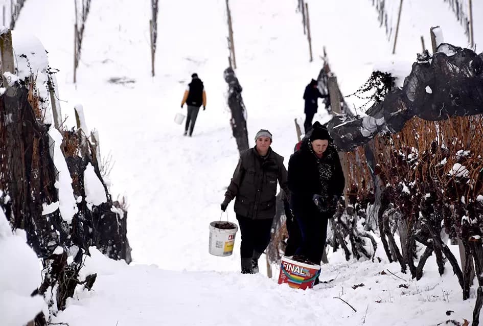 Ledena magija na Hrnjevcu: Na -8,4 °C Kutjevo d.d. obavilo povijesnu berbu za vrhunska vina