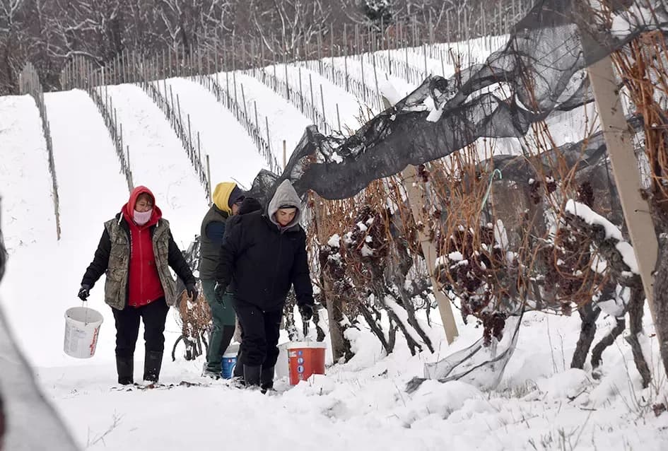 Ledena magija na Hrnjevcu: Na -8,4 °C Kutjevo d.d. obavilo povijesnu berbu za vrhunska vina