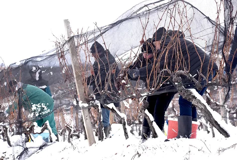 Ledena magija na Hrnjevcu: Na -8,4 °C Kutjevo d.d. obavilo povijesnu berbu za vrhunska vina