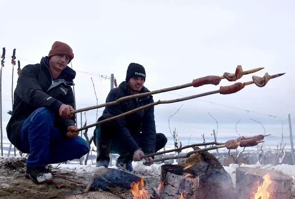 Ledena magija na Hrnjevcu: Na -8,4 °C Kutjevo d.d. obavilo povijesnu berbu za vrhunska vina