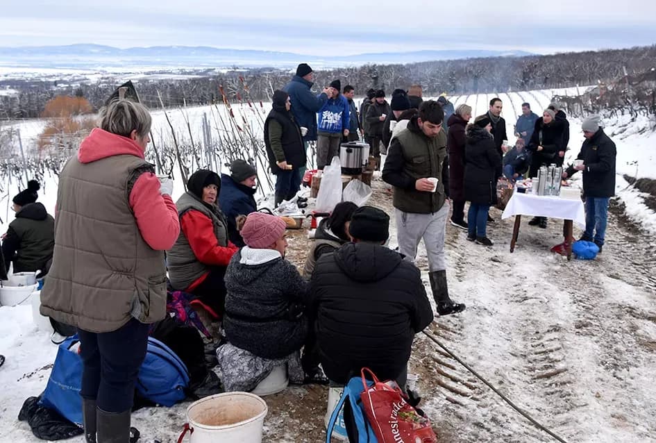 Ledena magija na Hrnjevcu: Na -8,4 °C Kutjevo d.d. obavilo povijesnu berbu za vrhunska vina