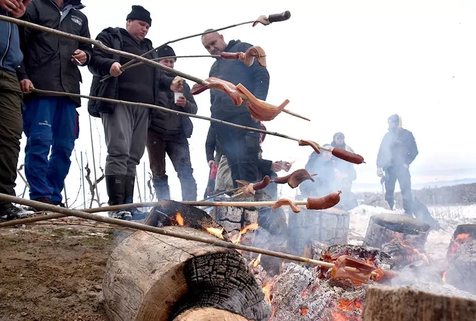 Ledena magija na Hrnjevcu: Na -8,4 °C Kutjevo d.d. obavilo povijesnu berbu za vrhunska vina