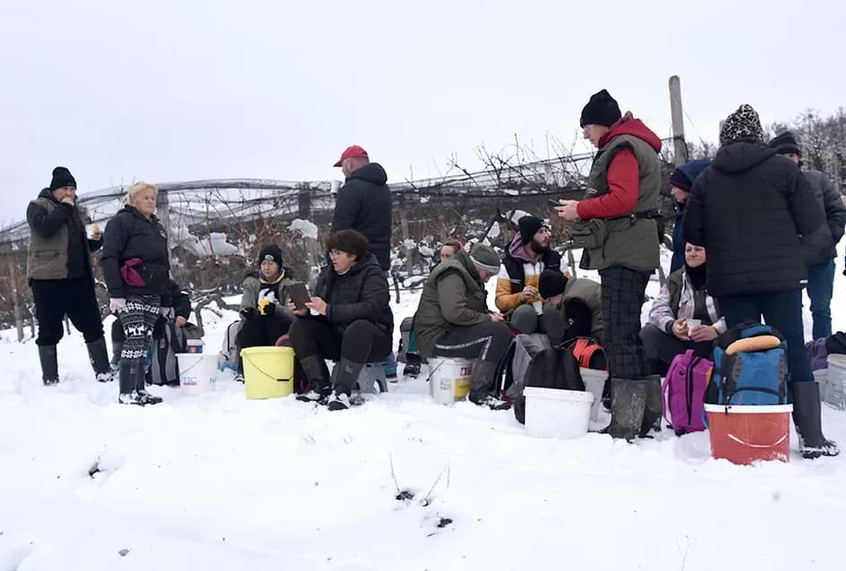 Ledena magija na Hrnjevcu: Na -8,4 °C Kutjevo d.d. obavilo povijesnu berbu za vrhunska vina