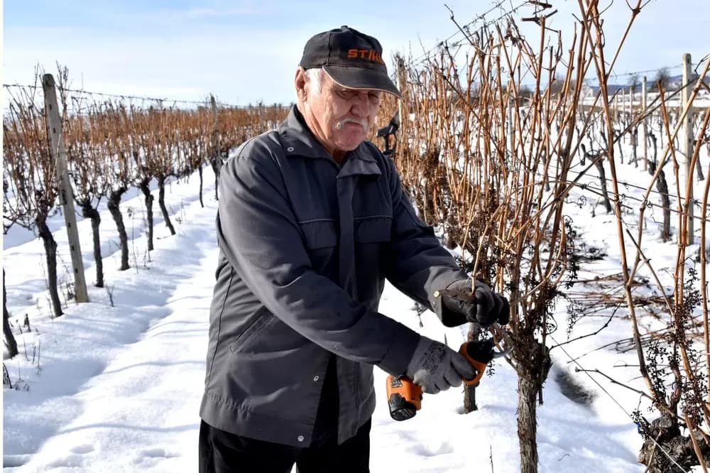 VINOGRAD KAO ŽIVOTNA NAVIKA: Branko Guzmić iz Radovanaca već u prosincu krenuo s rezidbom četiri tisuće čokota