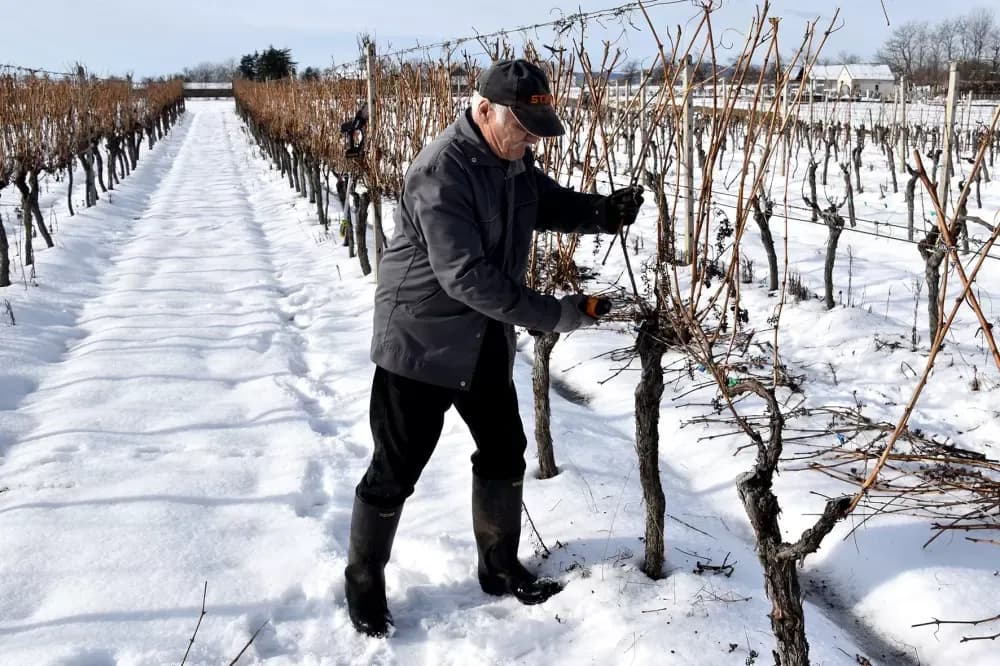 VINOGRAD KAO ŽIVOTNA NAVIKA: Branko Guzmić iz Radovanaca već u prosincu krenuo s rezidbom četiri tisuće čokota
