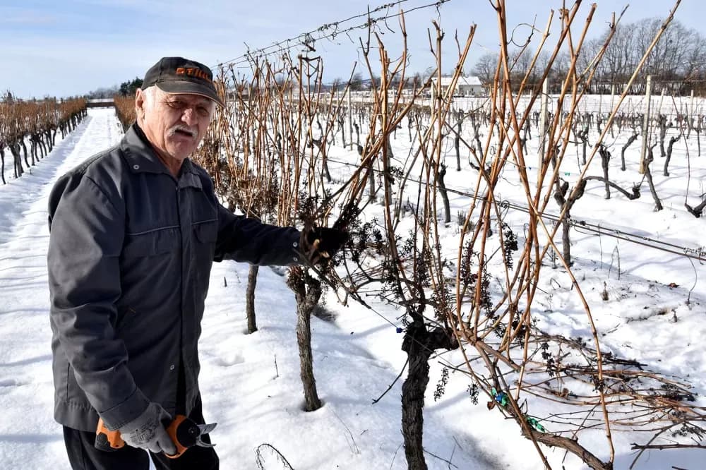 VINOGRAD KAO ŽIVOTNA NAVIKA: Branko Guzmić iz Radovanaca već u prosincu krenuo s rezidbom četiri tisuće čokota