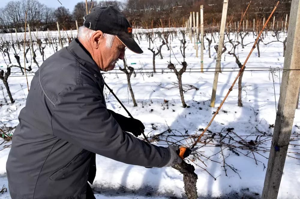 VINOGRAD KAO ŽIVOTNA NAVIKA: Branko Guzmić iz Radovanaca već u prosincu krenuo s rezidbom četiri tisuće čokota