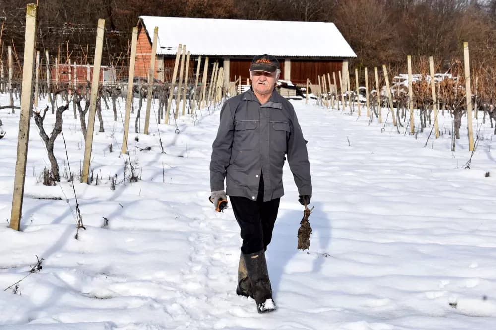 VINOGRAD KAO ŽIVOTNA NAVIKA: Branko Guzmić iz Radovanaca već u prosincu krenuo s rezidbom četiri tisuće čokota