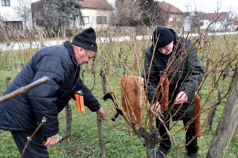 Udruga ʼVino-Kapʼ proslavila Vincelovo uz brojne goste i prijatelje