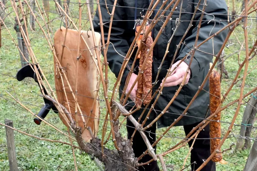 Udruga ʼVino-Kapʼ proslavila Vincelovo uz brojne goste i prijatelje
