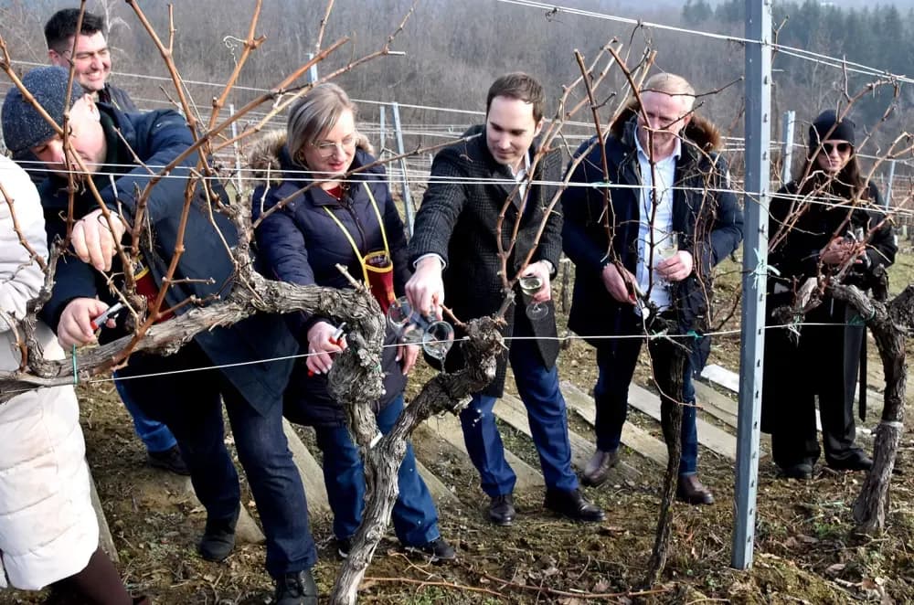 Vinarija Kutjevo d.d. obilježila Vincelovo na položaju Vinkomir