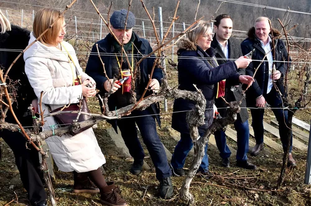Vinarija Kutjevo d.d. obilježila Vincelovo na položaju Vinkomir