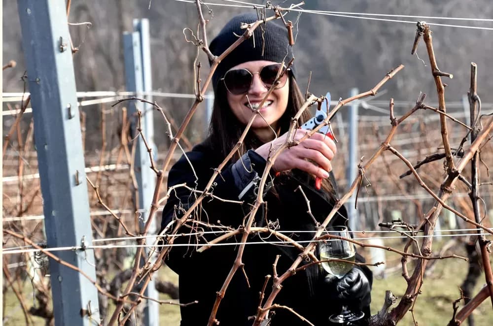 Vinarija Kutjevo d.d. obilježila Vincelovo na položaju Vinkomir