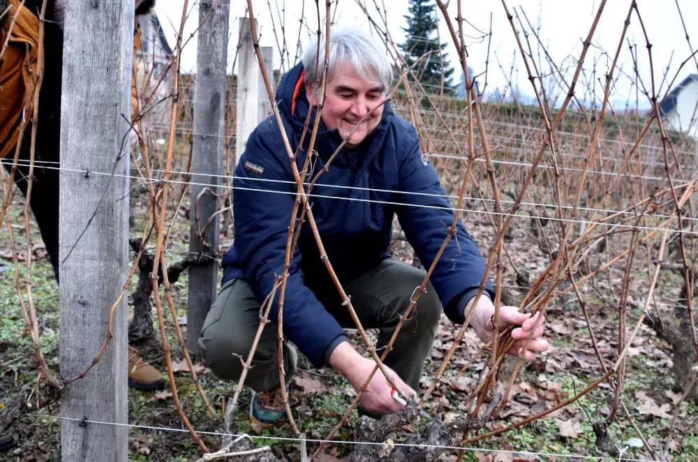 Obitelj Krauthaker okupila stotine uzvanika na početku vinogradarske godine