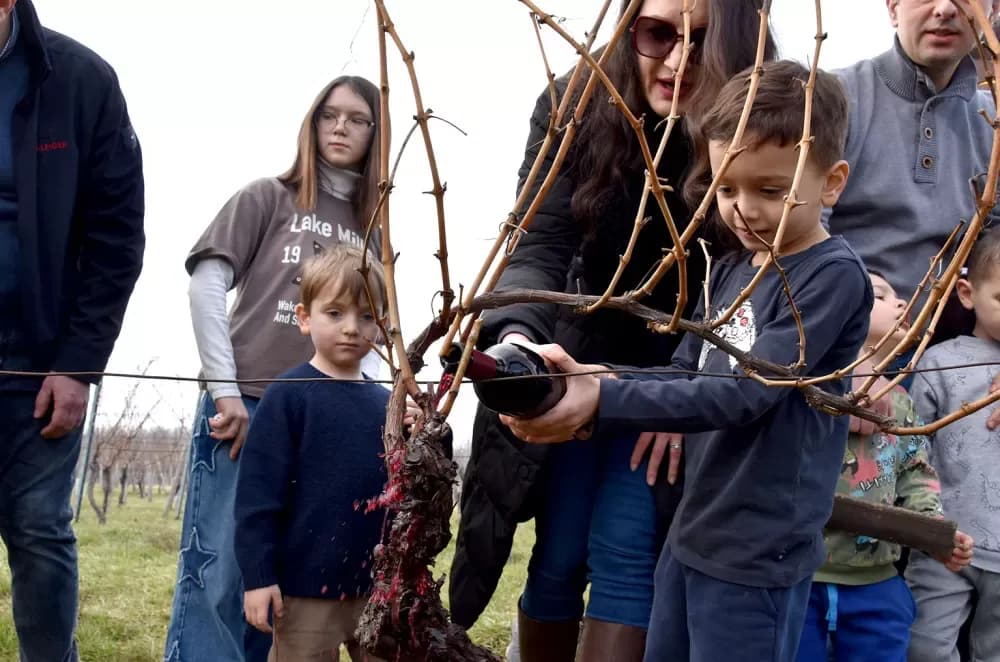 Nastavljena vinogradarska tradicija obitelji Mihalj na Vincelovo